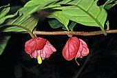 Drymonia (Drymonia coccinea) flowers, French Guiana