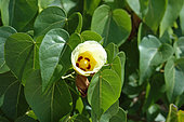 Portia Tree (Thespesia populnea) flower, St François, Guadeloupe