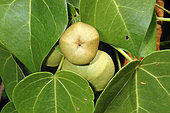Portia Tree (Thespesia populnea) fruit, St François, Guadeloupe
