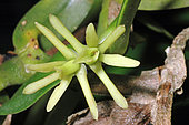 Orchid (Epidendrum nov sp) flower, French Guiana