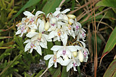 Orchid (Epidendrum patens) flowers, Soufrière, Guadeloupe
