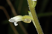 Orchid (Pelexia adnata) flower, Soufriere, Guadeloupe