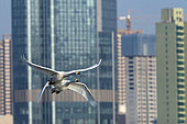 Whooper swan (Cygnus cygnus) in flight, Sanmenxia, Henan ptovince, China