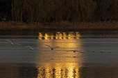 Whooper swan (Cygnus cygnus) in flight at sunrise, Sanmenxia, Henan ptovince, China