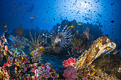 Underwater biodiversity in Misool, Raja Ampat, Indonesia