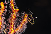 Skeleton shrimp (Caprella sp) on its coral, Raja Ampat, Indonesia