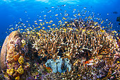 Staghorn Coral (Acropora sp) on reef, Raja Ampat, Indonesia