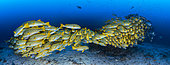 School of Cape Kri Sweetlips, Raja Ampat, Indonesia