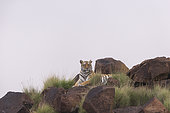 Asian (Bengal) Tiger (Panthera tigris tigris), adult female, Private reserve, South Africa