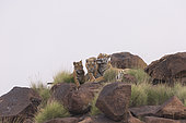 Asian (Bengal) Tiger (Panthera tigris tigris), young 7 month old, Private reserve, South Africa