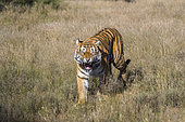 Asian (Bengal) Tiger (Panthera tigris tigris), adult female, agressive attitude, Private reserve, South Africa