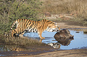 Asian (Bengal) Tiger (Panthera tigris tigris), adult female with a wharthog, Private reserve, South Africa
