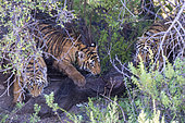 Asian (Bengal) Tiger (Panthera tigris tigris), youngs 6 month old with a prey brought by the female, Private reserve, South Africa