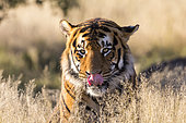 Asian (Bengal) Tiger (Panthera tigris tigris), young,10 months old, Private reserve, South Africa
