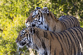 Asian (Bengal) Tiger (Panthera tigris tigris), mother and young, 10 months old, Private reserve, South Africa