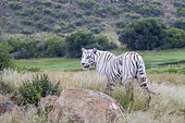 Asian (Bengal) Tiger (Panthera tigris tigris), White tiger, adult female, Private reserve, South Africa