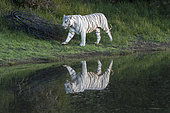 Asian (Bengal) Tiger (Panthera tigris tigris), White tiger, adult female walking in a swamp, Private reserve, South Africa