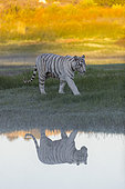 Asian (Bengal) Tiger (Panthera tigris tigris), White tiger, adult female near by a swamp, Private reserve, South Africa