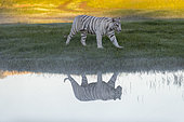 Asian (Bengal) Tiger (Panthera tigris tigris), White tiger, adult female near by a swamp, Private reserve, South Africa