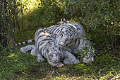 Asian (Bengal) Tiger (Panthera tigris tigris), White tiger, adult female with a white young 5 month old, Private reserve, South Africa
