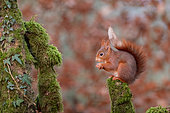 Red squirrel (Sciurus vulgaris, grove, Rouesse Vasse, Sarthe, Pays de la Loire, France
