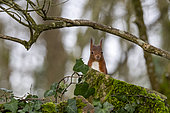 Red squirrel (Sciurus vulgaris, grove, Rouesse Vasse, Sarthe, Pays de la Loire, France