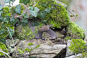 Eurasian wren (Troglodytes troglodytes), grove, Rouesse Vasse, Sarthe, Pays de la Loire, France