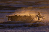 Mongolian horsemen lead a troop of horses running in a meadow covered by snow, Bashang Grassland, Zhangjiakou, Hebei Province, Inner Mongolia, China