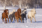 Horses in a meadow covered by snow, Zhangjiakou, Bashang Grassland, Hebei Province, Inner Mongolia, China