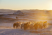 Mongolian horsemen lead a troop of horses running in a meadow covered by snow, Bashang Grassland, Zhangjiakou, Hebei Province, Inner Mongolia, China