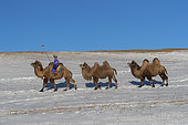 Mongol driving a camel caravan of Bactrian camel (Camelus bactrianus), Bashang Grassland, Zhangjiakou, Hebei Province, Inner Mongolia, China
