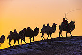 Mongol driving a camel caravan of Bactrian camel (Camelus bactrianus), Bashang Grassland, Zhangjiakou, Hebei Province, Inner Mongolia, China