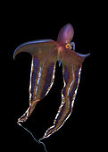 Blanket Octopus. pelagic female Blanket Octopus, Tremoctopus species, in full display during a blackwater dive off Anilao, Philippines, Pacific Ocean