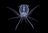 Diamond Squid / Thysanoteuthis. A juvenile deep water Diamond Squid, Thysanoteuthis rhombus, makes an appearance and poses during a black water drift dive near the surface in waters 600 feet deep. Palm beach, Florida, USA, Atlantic Ocean