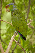 Lilac-crowned Parrot (Amazona finschi) - Mexico - Inhabits tropical deciduous forest