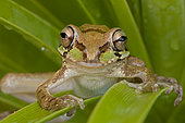 Mexican Tree Frog (Smilisca baudinii) Alamos - Sonora - Mexico - Only found in warm tropical locations