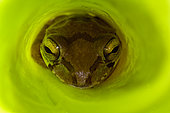 Mexican Tree Frog (Smilisca baudinii)o - Only found in warm tropical locations