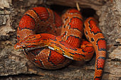 Corn Snake (Elaphe guttata guttata) - Captive - USA