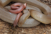 Northern Rubber Boa (Charina bottae) - Oregon - USA - Found in Northwestern U.S. - S.w. Canada - Eats primarily young of small mammals - May be common in appropriate habitats