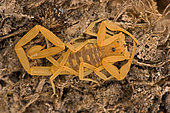 Bark Scorpion (Centruroides exilicauda) - Arizona - USA - Climbers most common around trees especially near streams and washes - Active at night but often found by day hanging onto the undersides of rocks-fallen branches-boards and bits of bark - Also found indoors especially in new developments where their natural habitat has recently been disturbed - Range is Florida and Gulf states-west to Arizona and Mexico - Included in this species is the former species Centruroides sculpteratus -Sculptured centruroides whose sting is extremely poisonous for people and somtimes fatal