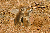 Roundtail Ground Squirrel Young (Citellus tereticaudus) - Arizona - Found in parts of Nevada-California and Arizona extending down into NW Mexico - Lives in low desert-mesquite-creosote bush and cactus - Above ground most of the year - Feeds on seeds and probably insects