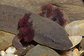 Mud Puppy (Necturus maculosus) - - Salamander that is a permanent larva retaining gills throughout life - Gills are maroon - Habitats include lakes-ponds-rivers-streams and other permanent bodies of water - Essentially nocturnal - Eats fish-fish eggs-crayfish-aquatic insects-mollusks etc - Size and condition of gills reflects environment ie large and bushy if water is foul and warm-smaller and contracted if water is cool and contains higher levels of oxygen