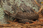 Twin-spotted Rattlesnake (Crotalus pricei pricei) - Arizona - USA