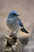 Gray-breasted Jay (Aphelocoma ultramarina) - Arizona - USA - Formerly called Mexican Jay - Common in pine-oak canyons on southwestern mountains