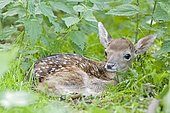 European fallow deer, fawn - (Dama dama dama)