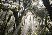 Sunrays in the cloud forest, Garajonay National Park, La Gomera, Canary Islands, Spain, Europe