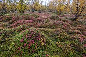 Autumnal forest floor, blueberries, norrbottens, norrbottens län, laponia, Lapland, Sweden, Europe