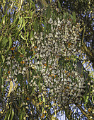 Monarch Butterflies (Danaus plexippus) overwintering in a eucalyptus grove, Ellwood, California.