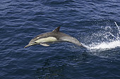 Long-beaked Common Dolphin (Delphinus capensis), Santa Barbara Channel, California.
