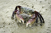 Striped Shore Crab (Pachygrapsus crassipes), Humboldt Bay, California.